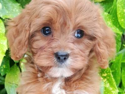 Health checked Non Shed Cavapoo puppies 🩷