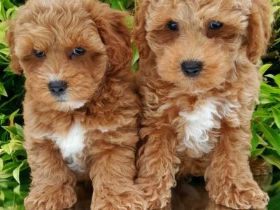 Health checked Non Shed Cavapoo puppies 🩷