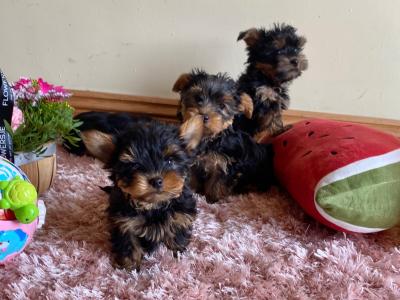 Beautiful Purebred Yorkshire Terrier puppies ❤️ in Meath