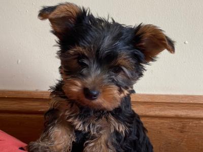 Beautiful Purebred ❤️Yorkshire Terrier puppies