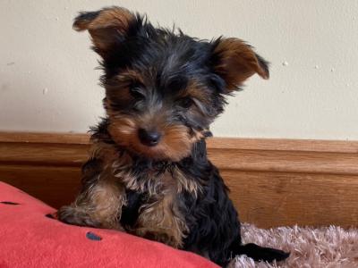 Beautiful Purebred Yorkshire Terrier puppies ❤️ in Meath