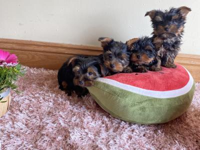 Beautiful Purebred Yorkshire Terrier puppies ❤️ in Meath