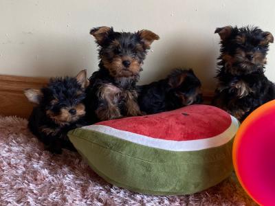 Beautiful Purebred Yorkshire Terrier puppies ❤️ in Meath