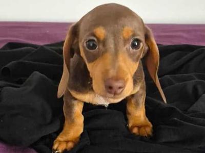 Beautiful miniature Short Haired Dachshund puppies in Mayo