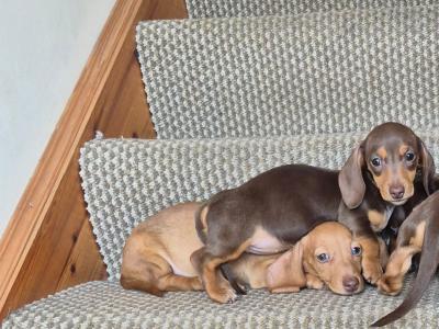 Beautiful miniature Short Haired Dachshund puppies in Mayo
