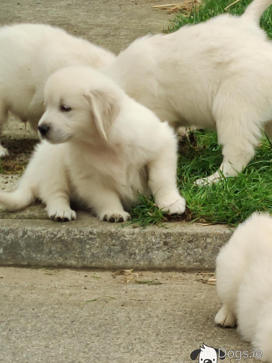 Dog Breed Golden Retriever White Puppies For Sale IKC Registered