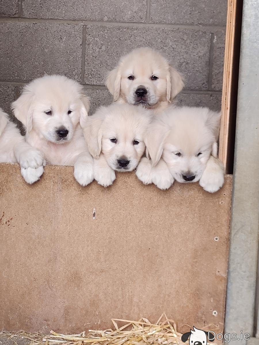 Golden Retriever In White Colour Golden Retriever White Colour