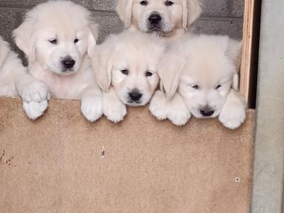 Purebred golden retriever puppies for sale