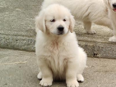 Purebred Golden Retriever puppies for sale in Tipperary
