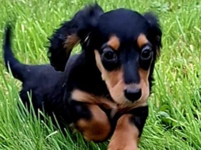 Beautiful PureBred LongHaired Miniature Dachshund Puppy