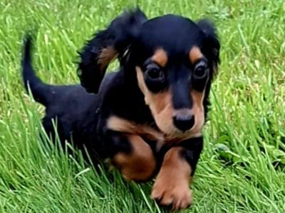 Beautiful female purebred Longhaired miniature Dachshund puppy in Westmeath