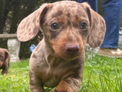 3 IKC Registered(pending) miniature Dachshund puppies in Wexford