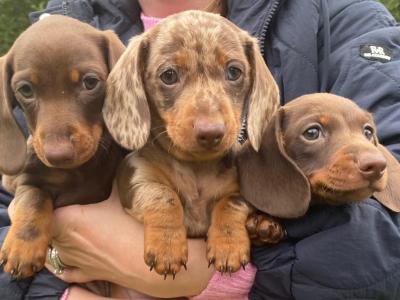 3 IKC Registered(pending) miniature Dachshund puppies in Wexford