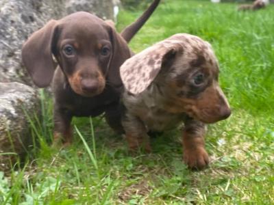 3 IKC Registered(pending) miniature Dachshund puppies in Wexford