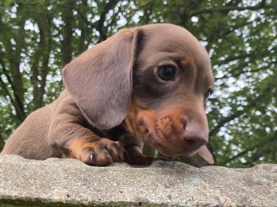 3 IKC Registered(pending) miniature Dachshund puppies in Wexford