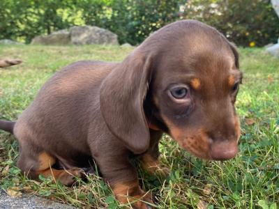 3 IKC Registered(pending) miniature Dachshund puppies in Wexford