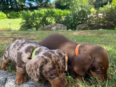 3 IKC Registered(pending) miniature Dachshund puppies in Wexford