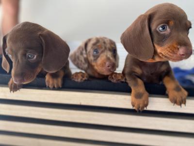 3 IKC Registered(pending) miniature Dachshund puppies in Wexford