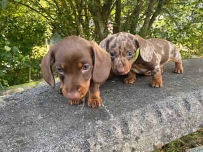 3 IKC Registered(pending) miniature Dachshund puppies in Wexford