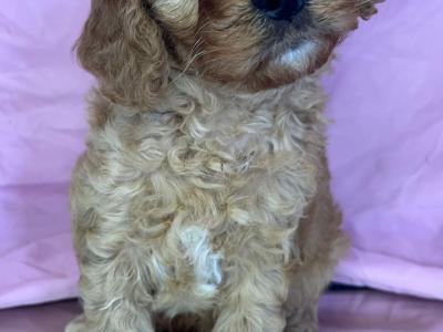 Beautiful health checked Maltipoo puppies