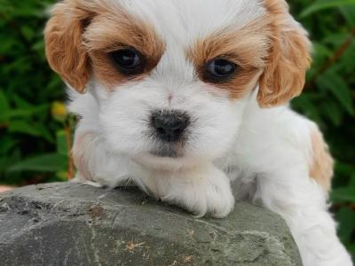 Health checked Non Shed Cavapoo puppies 🩷