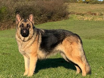Female German Shepherd puppy in Galway