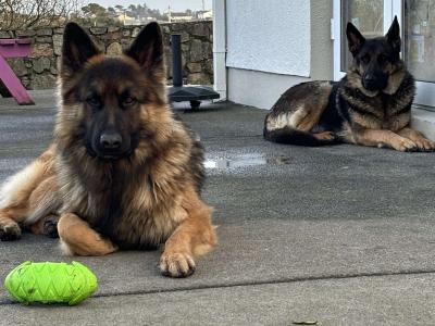 Female German Shepherd puppy in Galway