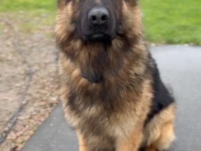 Female German Shepherd puppy in Galway