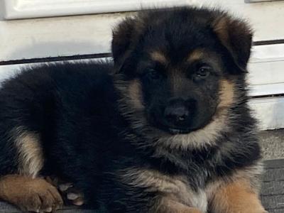 Female German Shepherd puppy in Galway