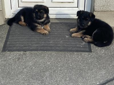 Female German Shepherd puppy in Galway