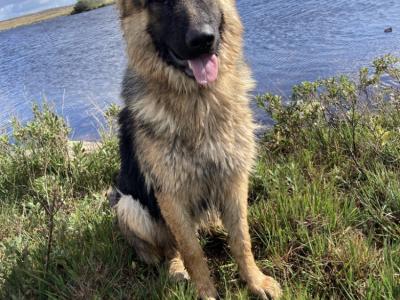Female German Shepherd puppy in Galway