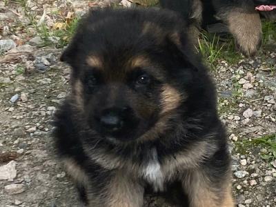 Female German Shepherd puppy in Galway