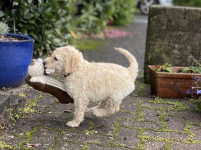 Standard Poodles in Tyrone