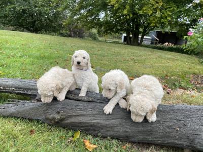 Standard Poodles in Tyrone