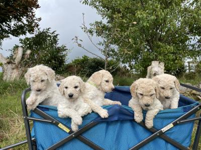 Standard Poodles in Tyrone