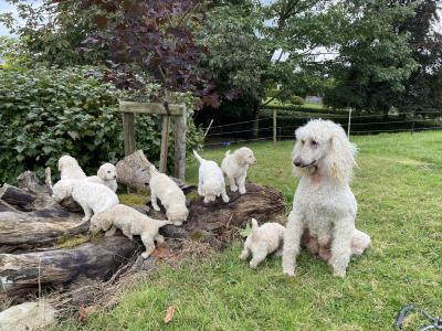 Standard Poodles in Tyrone