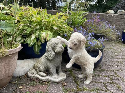 Standard Poodles in Tyrone