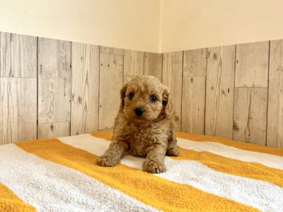 Adorable Cavapoo puppies in Limerick 🐶