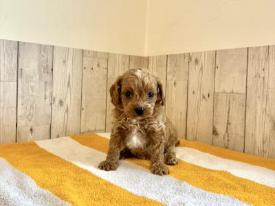 Adorable Cavapoo puppies in Limerick 🐶