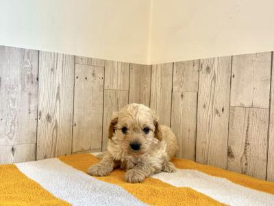 Adorable Cavapoo puppies in Limerick 🐶