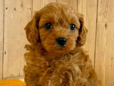 Adorable Cavapoo puppies in Limerick 🐶