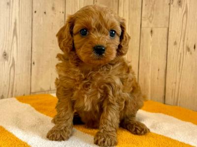 Adorable Cavapoo puppies in Limerick 🐶