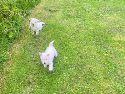 West Highland Terrier puppies in Limerick