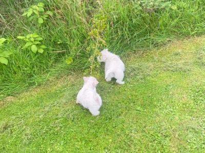 West Highland Terrier puppies in Limerick