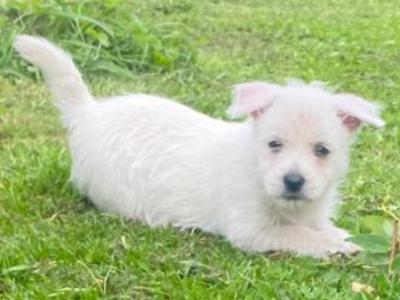 West Highland Terrier puppies in Limerick
