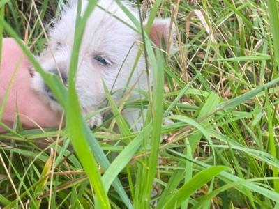 West Highland Terrier puppies in Limerick