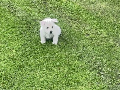 West Highland Terrier puppies in Limerick