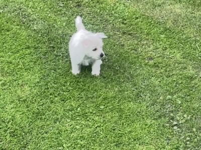 West Highland Terrier puppies in Limerick