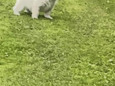 West Highland Terrier puppies in Limerick