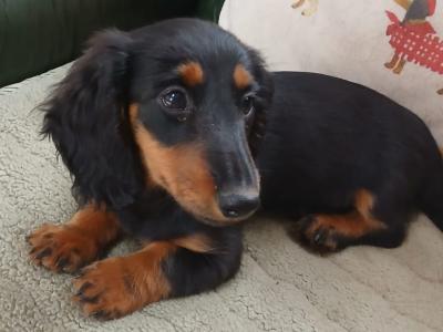 IKC Registered Longhaired miniature Dachshund puppies in Carlow